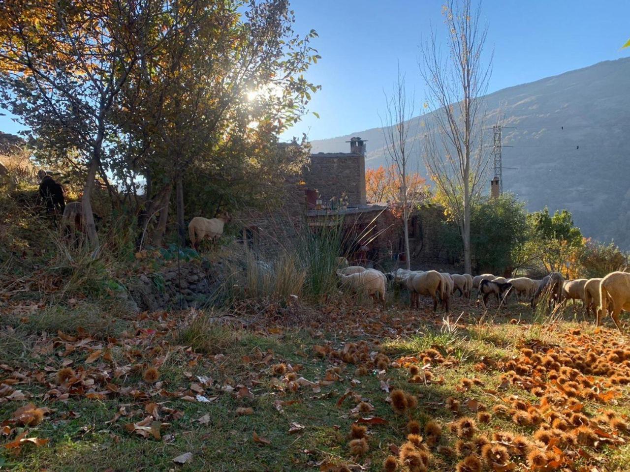 Cortijo Rural El Albercon - Capileira - Alpujarra Rural Villa Exterior photo